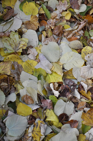 Foliage backgroundの写真素材