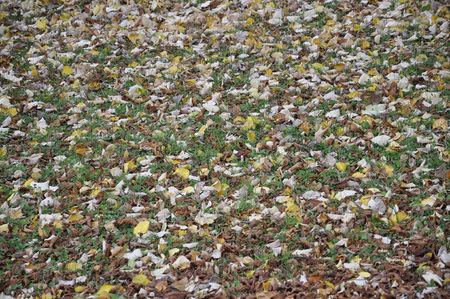 Fall backgroundの写真素材