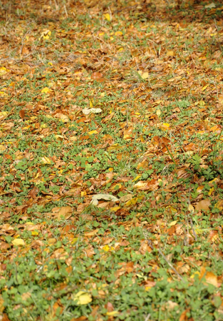 Fall backgroundの写真素材