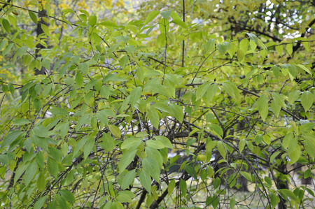 Tree leaves backgroundの写真素材