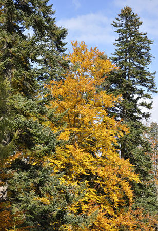 Autumn treesの写真素材