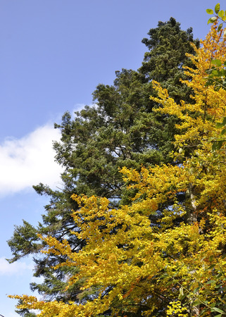 Autumn trees in the skyの写真素材