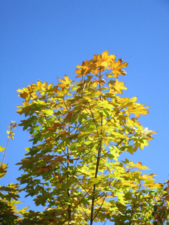 Tree in the Skyの写真素材
