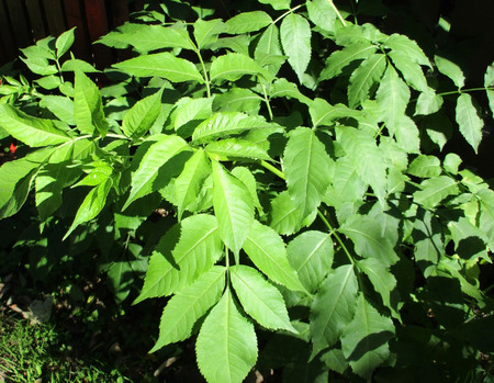 Natural leaves Backgroundの写真素材