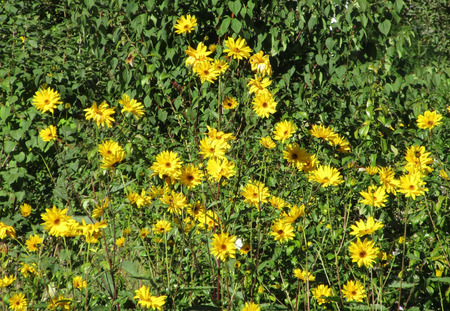 Flowers Backgroundの写真素材