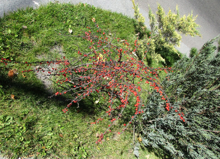 Garden Backgroundの写真素材