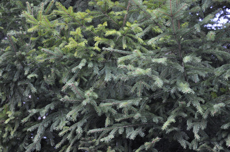 Fir Tree Backgroundの写真素材