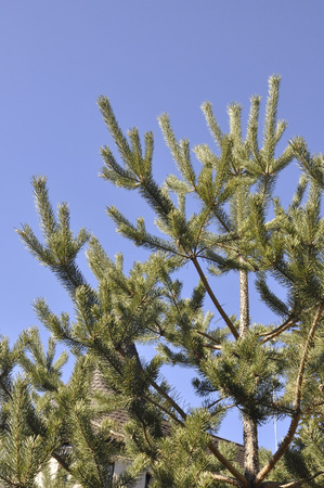 Fir tree branchesの写真素材