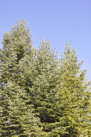 Pine tree toの写真素材