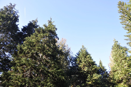 Pine tree to the skyの写真素材