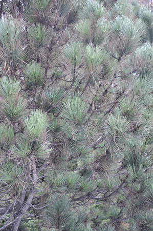 Pine tree backgroundの写真素材