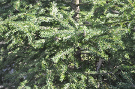 Fir tree backgroundの写真素材