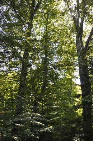 Mystery forestの写真素材