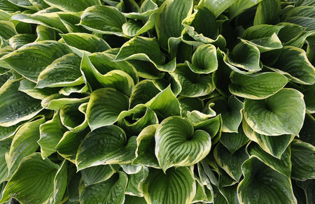 Natural leaves backgroundの写真素材