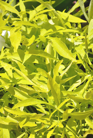 Natural leaves backgroundの写真素材