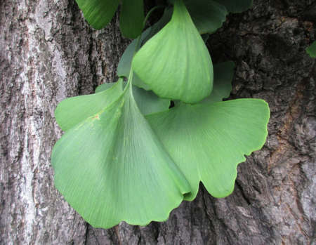 Leaves of the medicinal plant Ginkgo on a Ginkgo Tree. Ginkgo biloba or maidenhair tree. Official...