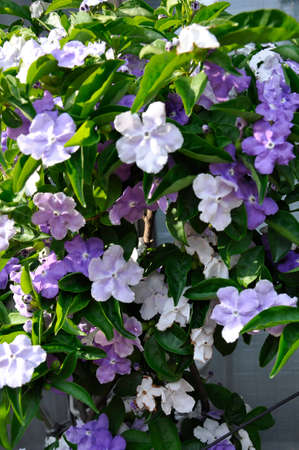 Background with Blossom Petunia Flowers from Japanese Gardenの写真素材