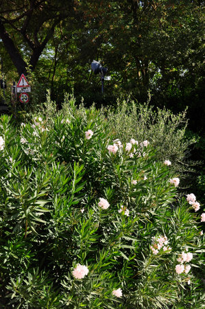 Bush Garden with blossom Flowers backgroundの写真素材