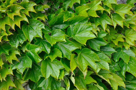 Natural leaves backgroundの写真素材