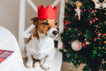 White and brown jack russell dog wears red crown, being a symbol of New Year, sits near decorated fir tree, looks into distance as waits for something delicious from host. Celebration conceptの写真素材
