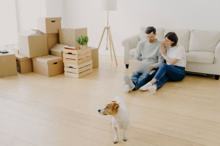 Lovely couple uses laptop together, buy furniture online for new apartment, sit on floor near sofa, carton boxes with personal belongings near, small dog on foreground. Focus on pedigree domestic petの写真素材