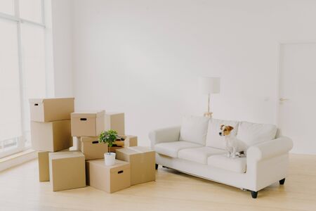 Photo of small dog on comfortable sofa poses in spacious living room, family personal belongings in packages, pile of carton parcels in empty room, light walls, big wondow. Moving Day in new homeの写真素材