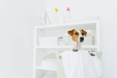 Photo of jack russel terrier in laundry basket with towels, white washing room with console. Domestic atmosphere. Laundry room and pet in itの写真素材