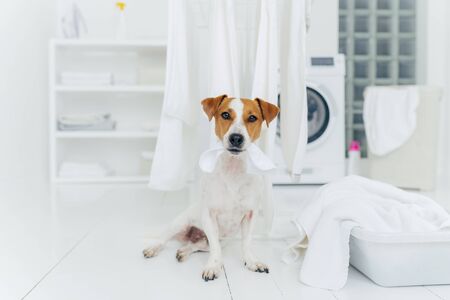 White and brown dog bites washed linen hanging on clothes dryer, sits on floor in laundry room near basin full of towels. Home and washing.の写真素材