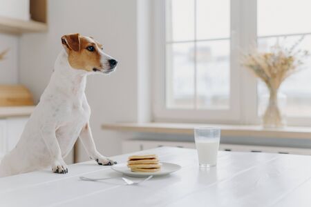 White and brown jack russell terrier keeps paws on white table, wants to eat pancakes, being hungry, poses at kitchen. Pet scrounges dessert. Animals, eating conceptの写真素材