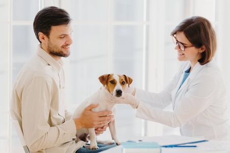 Young veteranian woman examines jack russel terrier dog, works in animal clinic, talks with male...