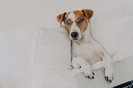 Relaxed clever jack russel terrier dog wears transparent glasses, works with laptop computer, stays in bedroom, uses wireless internet at home, has intelligent look. Domestic animals conceptの写真素材
