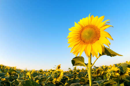 Beautiful sunflowers farm on the sunny summer dayの写真素材