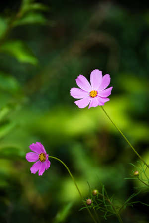 Close up shot of pink 'cosmos' flowers in the gardenの写真素材