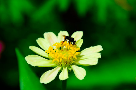 bee find honey