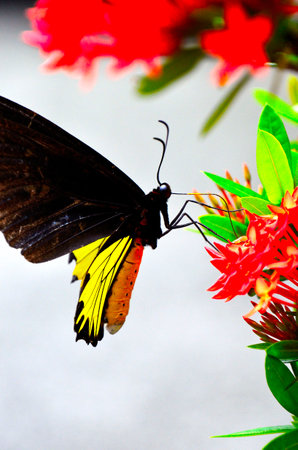 butterly in gardenの写真素材