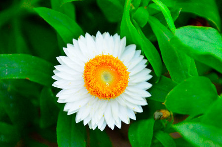 Straw flower or Everlastingの写真素材