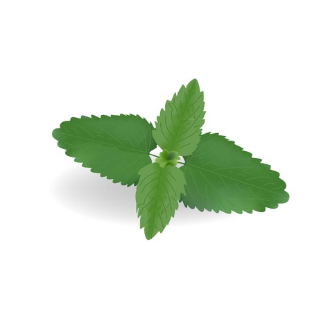Leaves of fresh mint on a white backgroundのイラスト素材