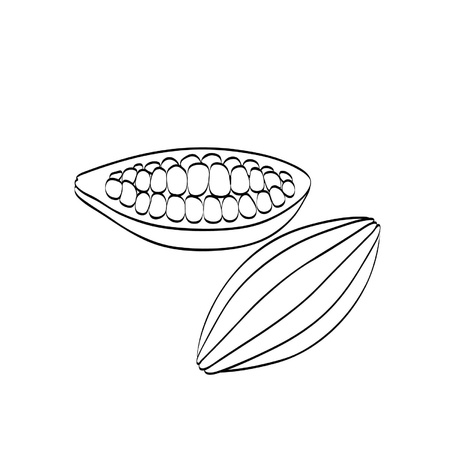 Cocoa beans on a white backgroundのイラスト素材