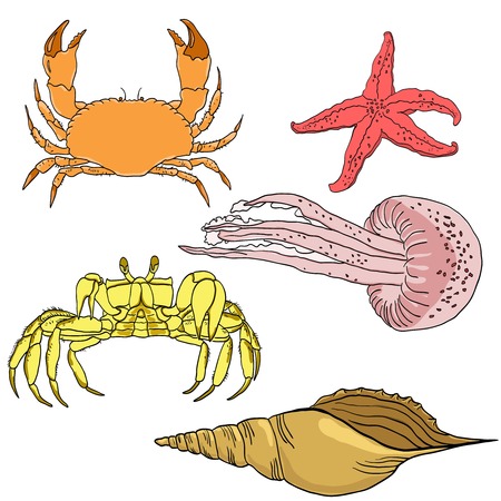 Vector set of sea fauna: starfish, jellyfish, crab, shell.のイラスト素材