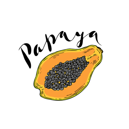 The fruit of papaya on a white background with the word Papaya.のイラスト素材