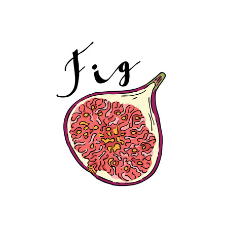 The cut fruit of fig on a white background with the word Fig.のイラスト素材