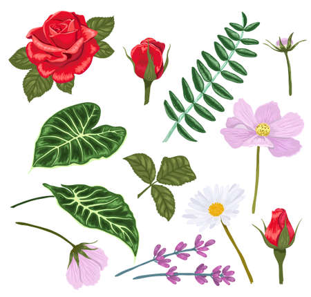 Set of flowers and leaves for making compositions. Vector illustration.のイラスト素材