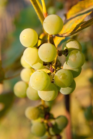 White Grapesの写真素材