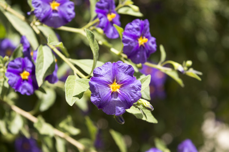 purple violet flowers in natureの写真素材