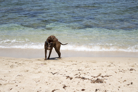 sea beach sand sun and dog. daylight relaxation landscape viewpoint for designの写真素材