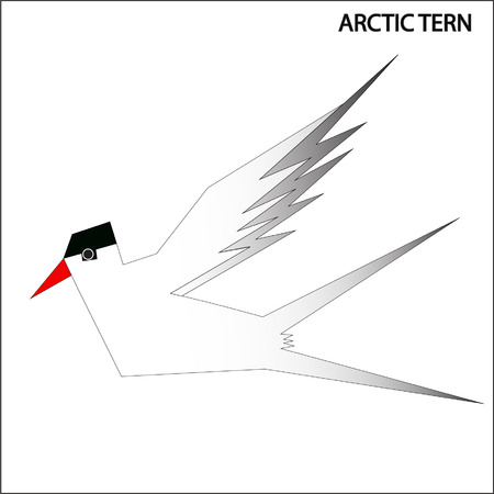 Arctic tern bird white backgroundのイラスト素材