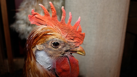 face of chickenの写真素材