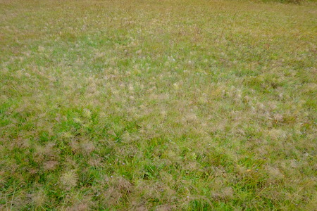 grass green backgroundの写真素材