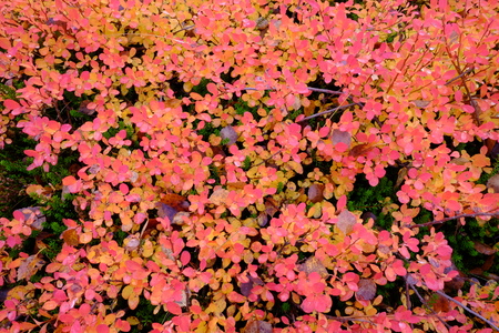 leaves blueberry in the autumnの写真素材
