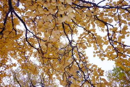 forest in the autumnの写真素材